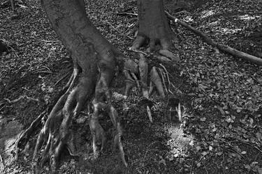 Roots thumb