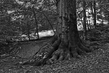 Large beech thumb