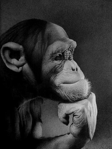 Original Photorealism Animal Drawings by Miro Gradinscak