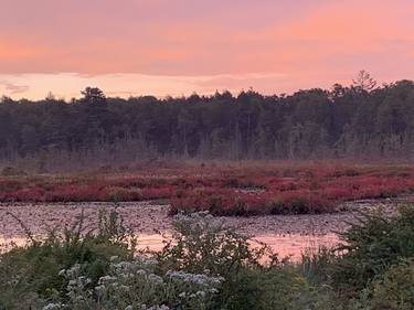 Cranberry Bog at Dawn - Limited Edition of 30 thumb