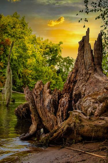 River Stump at Sunset thumb