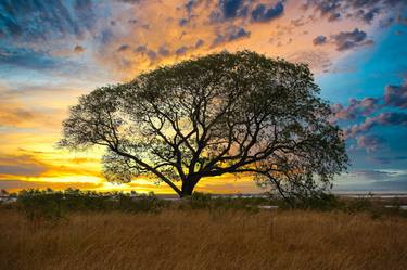 Lone Tree at Sunset thumb