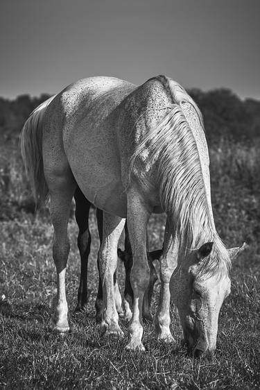 White horse black foal - Limited Edition of 3 thumb