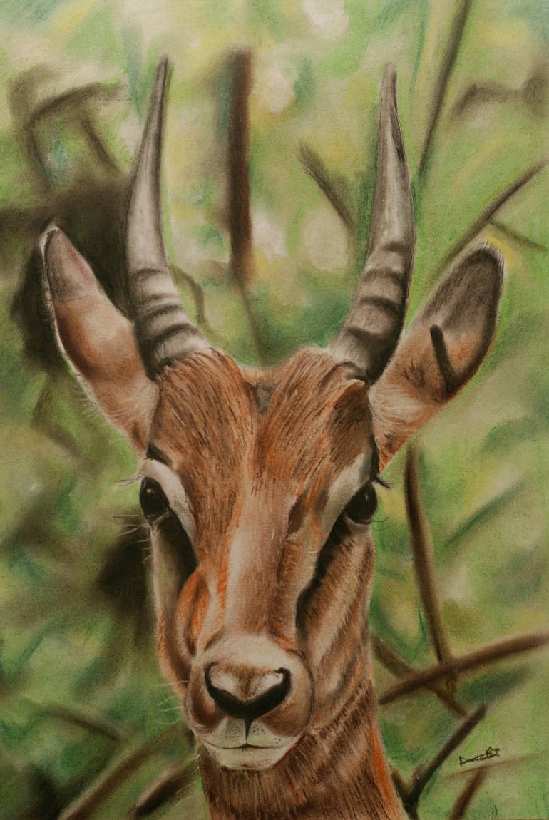 Gazelle Drawing by Daniel Mensah Boafo | Saatchi Art