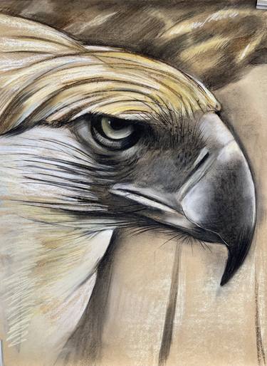 Augen Blicke, Adler, Augen, Pastel auf Papier thumb