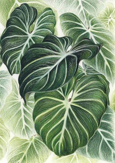 Original Fine Art Botanic Drawings by CAMILLE CHARNAY