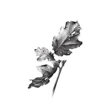 Original Fine Art Botanic Drawings by CAMILLE CHARNAY