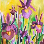 Iris by Cydney Camp