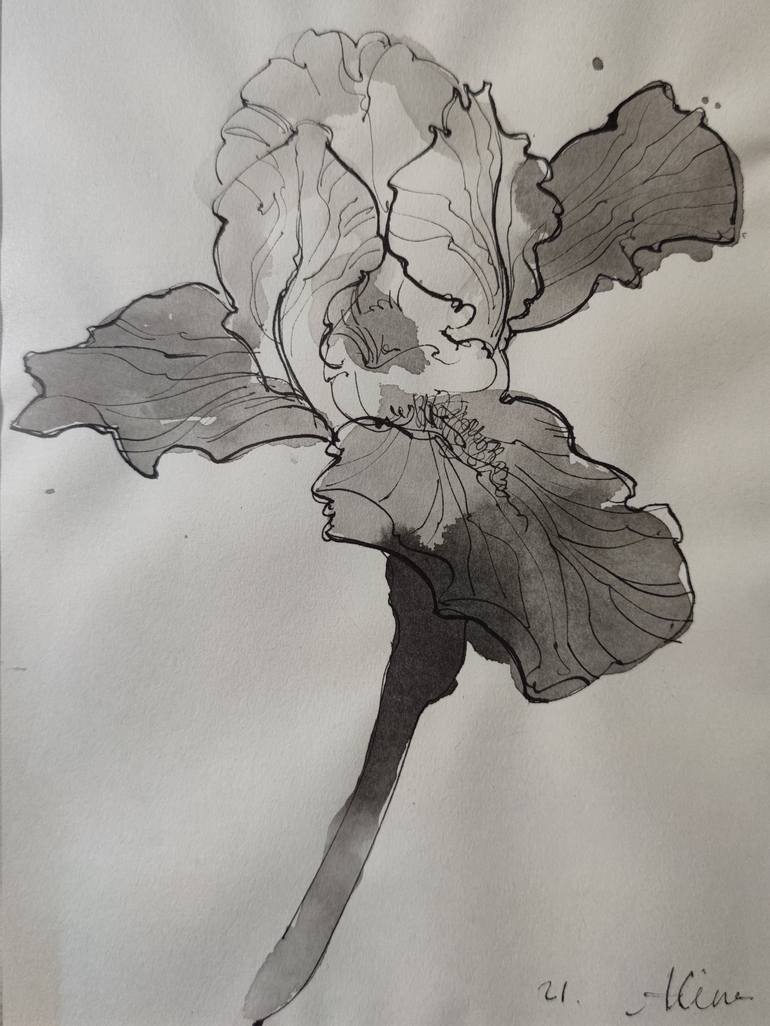 İris Flower Drawing by Alena Varol | Saatchi Art