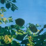 Foliage II by Maria Bordeanu