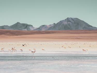 Flamingos of the Altiplano - Limited Edition #1 of 20 thumb