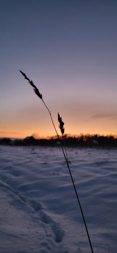 Sunset on a winter field thumb