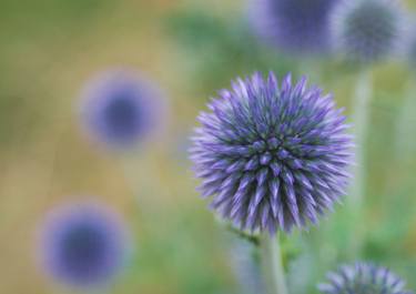 Echinops - Limited Edition of 25 thumb