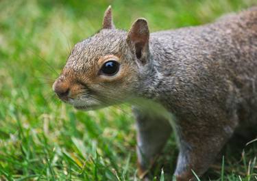 Squirrel, Holland Park, London, Study II - Limited Edition of 25 thumb