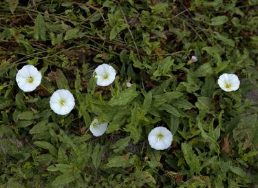 Original Documentary Floral Photography by Tom Ferderbar