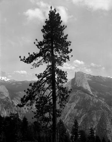 Tree and Half Dome, Yosemite National Park,  1958 thumb