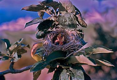 Birds in a nest thumb