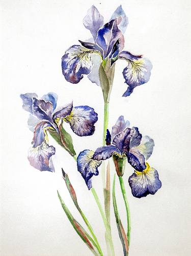 "Iris flowers" classic drawing in a realism-style, original artwork, 2006, painting watercolor/paper. thumb