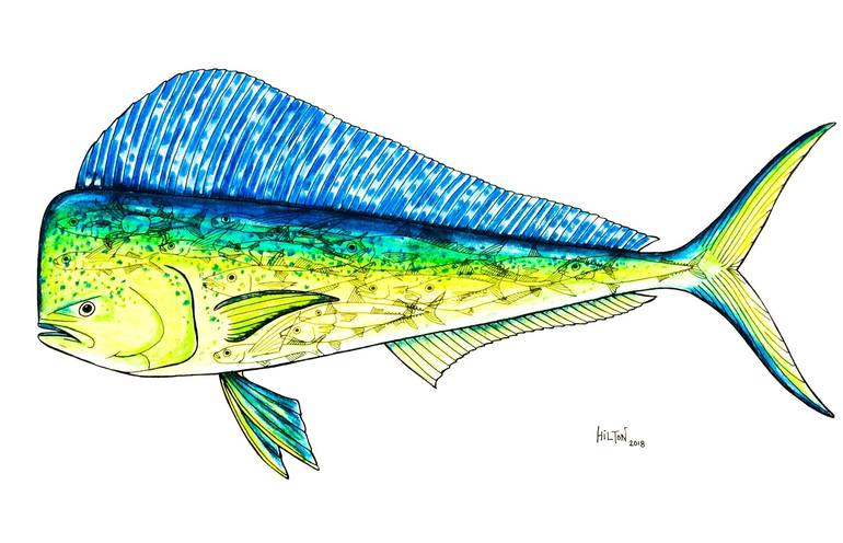 Dorado Fish You Are What You Eat Drawing By Graham Wallwork Saatchi Art