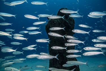 Print of Documentary Nature Photography by Jacek Dybowski