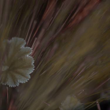 Original Fine Art Botanic Photography by Veronica Montesdeoca