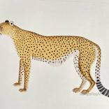 Remastered Cheetah painting “ 24 inches X18 inches “ by Aditya Saini
