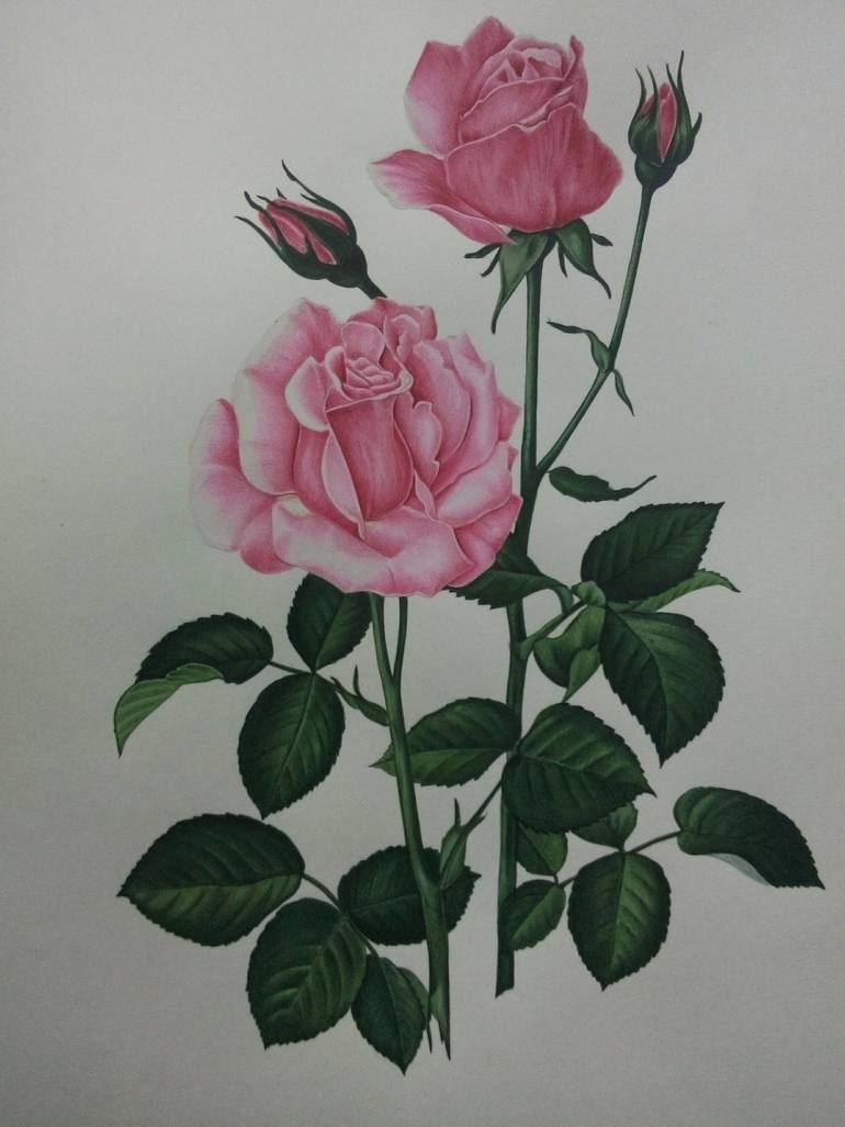 rose watercolor