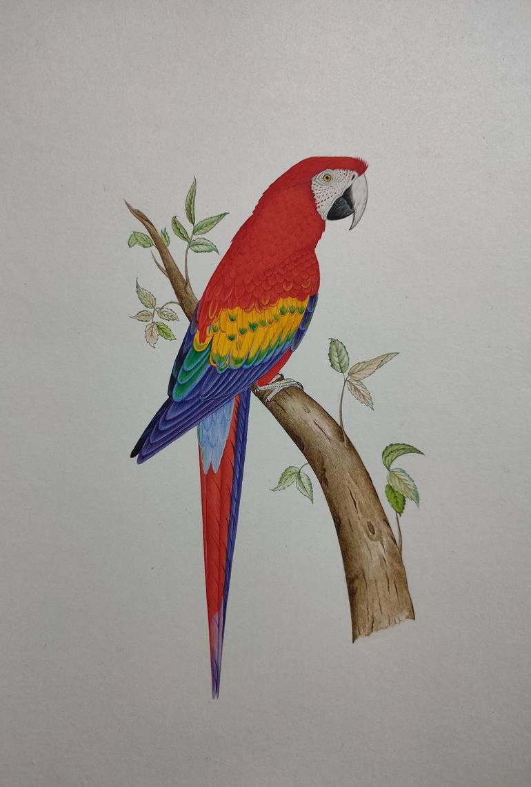 Red parrot painting Macaw realistic watercolor bird Painting by ...