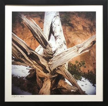 Fallen Tree - Limited Edition of 25 thumb