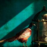 Collection Birds 