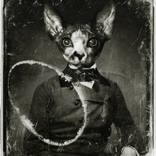 Sphynx decay - Limited Edition #4 of 50 by Carla Broekhuizen