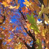 Autumn Blast by John Norman Stewart