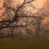 Foggy Sunrise by John Norman Stewart