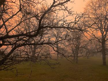 Foggy Sunrise thumb