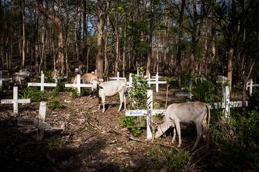 Cows in the graveyard - Limited Edition of 10 thumb