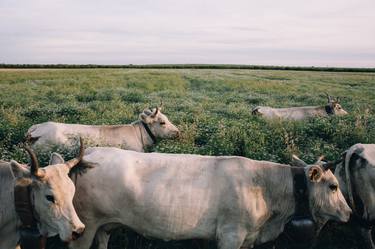 Print of Cows Photography by Luciano Baccaro