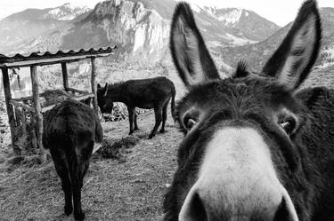 Donkey in the mountains - Limited Edition of 10 thumb