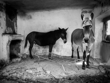 Two donkeys in the room, Italy thumb