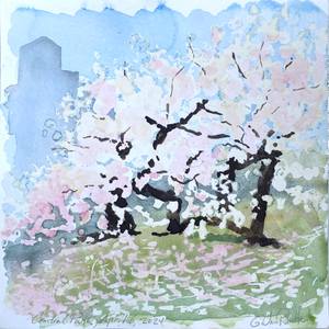 Central Park, April 6, 2024