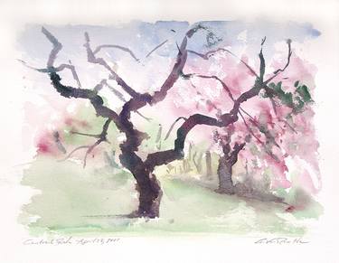 Cherry Blossom, Central Park,April 28, 2001x thumb