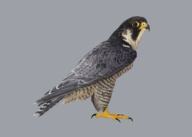 Peregrine Falcon thumb