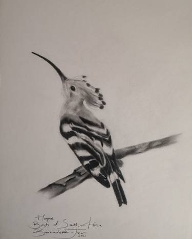 Original Fine Art Nature Drawings by bernadette barnardt