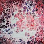 Collection Fluid Acryl Paint