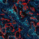Collection Generative ART NFT - Code Based Artwork Artwork