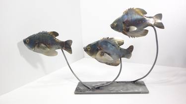 Trio of bluegill fish thumb