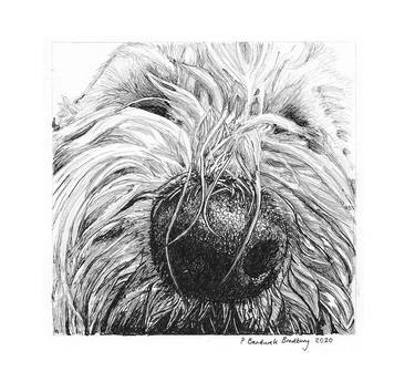 Original Fine Art Dogs Drawings by Philippa Bandurek Bradbury