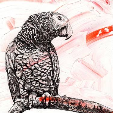 African Grey Parrot (The Colour of birds) thumb