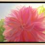 Dahlia with Floating Frame
