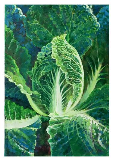 Cabbage. thumb