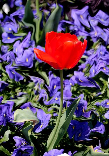 Red tulip - Limited Edition of 10 thumb